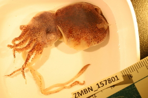  ( - ZMBN_157801)  @11 [ ] Creative Commons BY SA (2023) University of Bergen Natural History Collections