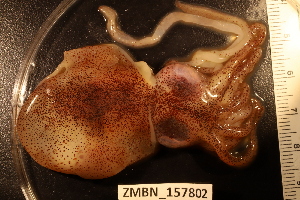  ( - ZMBN_157802)  @11 [ ] Creative Commons BY SA (2023) University of Bergen Natural History Collections