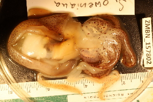  ( - ZMBN_157802)  @11 [ ] Creative Commons BY SA (2023) University of Bergen Natural History Collections