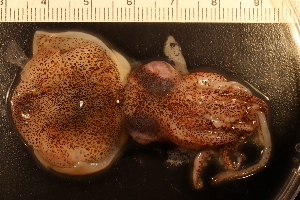  ( - ZMBN_157803)  @11 [ ] Creative Commons BY SA (2023) University of Bergen Natural History Collections