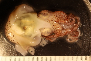  ( - ZMBN_157803)  @11 [ ] Creative Commons BY SA (2023) University of Bergen Natural History Collections