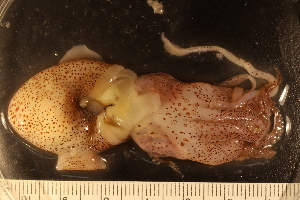  ( - ZMBN_157804)  @11 [ ] Creative Commons BY SA (2023) University of Bergen Natural History Collections