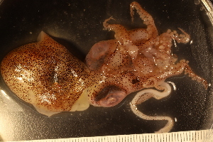  ( - ZMBN_157804)  @11 [ ] Creative Commons BY SA (2023) University of Bergen Natural History Collections