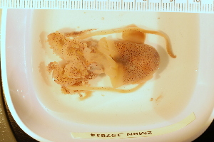  ( - ZMBN_157814)  @11 [ ] Creative Commons BY SA (2023) University of Bergen Natural History Collections