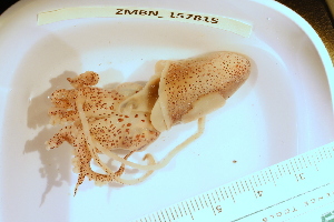  ( - ZMBN_157815)  @11 [ ] Creative Commons BY SA (2023) University of Bergen Natural History Collections