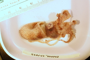  ( - ZMBN_157815)  @11 [ ] Creative Commons BY SA (2023) University of Bergen Natural History Collections