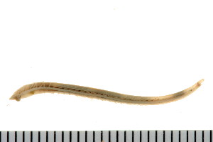  (Ophelina acuminata CMC02 - HUNTSPOL0344)  @13 [ ] CreativeCommons - Attribution (2010) CBG Photography Group Centre for Biodiversity Genomics