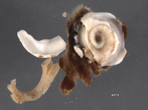  ( - HUNTSPOL-CC002)  @11 [ ] CreativeCommons - Attribution (2014) CBG Photography Group Centre for Biodiversity Genomics