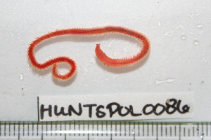  ( - HUNTSPOL0086)  @13 [ ] CreativeCommons - Attribution (2010) CBG Photography Group Centre for Biodiversity Genomics