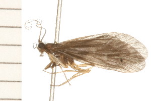  ( - 08NBEPT-1207)  @13 [ ] CreativeCommons - Attribution (2008) CBG Photography Group Centre for Biodiversity Genomics