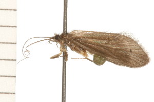  ( - 08NBEPT-1208)  @13 [ ] CreativeCommons - Attribution (2008) CBG Photography Group Centre for Biodiversity Genomics