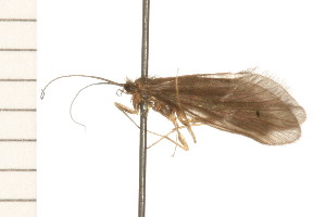  ( - 08NBEPT-1211)  @13 [ ] CreativeCommons - Attribution (2008) CBG Photography Group Centre for Biodiversity Genomics