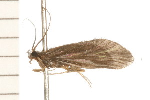  ( - 08NBEPT-1214)  @13 [ ] CreativeCommons - Attribution (2008) CBG Photography Group Centre for Biodiversity Genomics