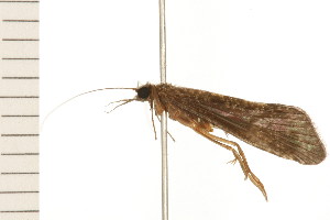  ( - 08NBEPT-1253)  @13 [ ] CreativeCommons - Attribution (2008) CBG Photography Group Centre for Biodiversity Genomics