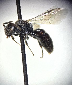  (Sphecodes nigricorpus - JBWM0362897)  @11 [ ] by (2025) Jason Gibbs University of Manitoba