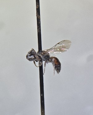  (Sphecodes banksii - JBWM0420537)  @11 [ ] by (2025) Jason Gibbs University of Manitoba