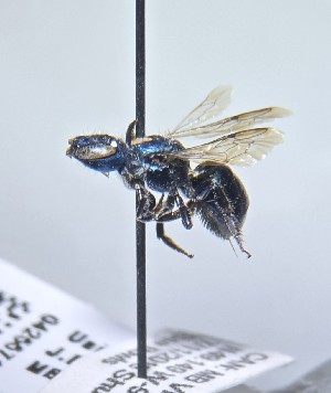  (Osmia subarctica - JBWM0425571)  @11 [ ] by (2025) Jason Gibbs University of Manitoba