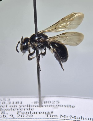  (Lasioglossum alexanderi - WRME0519712)  @11 [ ] by (2025) Jason Gibbs University of Manitoba