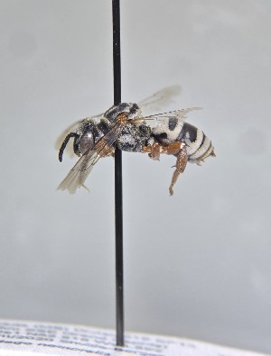  (Triepeolus grindeliae - WRMEKLB08287)  @11 [ ] by (2025) Jason Gibbs University of Manitoba
