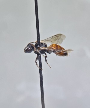  (Sphecodes pycnanthemi - WRME_EJH00027)  @11 [ ] by (2025) Jason Gibbs University of Manitoba