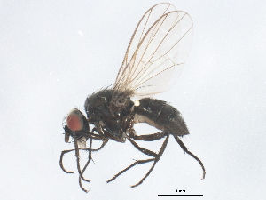  ( - BIOUG01662-D10)  @12 [ ] CreativeCommons - Attribution (2012) CBG Photography Group Centre for Biodiversity Genomics