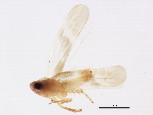  (Hebata - BIOUG01652-A08)  @15 [ ] CreativeCommons - Attribution (2012) CBG Photography Group Centre for Biodiversity Genomics