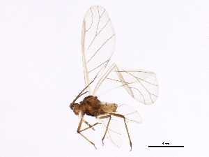  (Rhopalosiphum nymphaeae - BIOUG01652-F10)  @15 [ ] CreativeCommons - Attribution (2012) CBG Photography Group Centre for Biodiversity Genomics