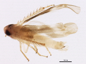  ( - BIOUG01663-A07)  @13 [ ] CreativeCommons - Attribution (2012) CBG Photography Group Centre for Biodiversity Genomics