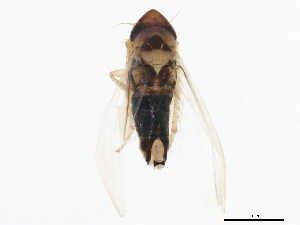  ( - BIOUG01755-D04)  @12 [ ] CreativeCommons - Attribution (2012) CBG Photography Group Centre for Biodiversity Genomics