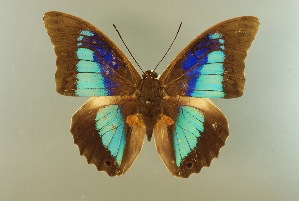  ( - AIV 061)  @11 [ ] Unspecified (default): All Rights Reserved  Unspecified Unspecified