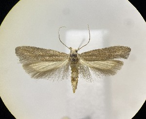  (Keiferia azapaensis - HAV1837)  @11 [ ] CreativeCommons - Attribution Share-Alike (2024) Unspecified Universidad de Tarapaca