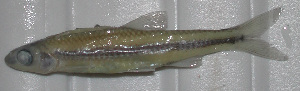  (Notropis petersoni - 29393.01)  @13 [ ] Unspecified (default): All Rights Reserved  Unspecified Unspecified