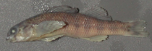  (Etheostoma thalassinum - 29466.03)  @13 [ ] Unspecified (default): All Rights Reserved  Unspecified Unspecified