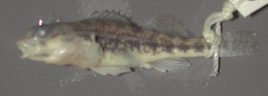  (Etheostoma bison - 29851.01)  @12 [ ] Unspecified (default): All Rights Reserved  Unspecified Unspecified