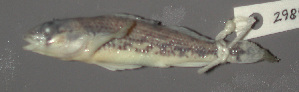 (Etheostoma bison - 29851.02)  @12 [ ] Unspecified (default): All Rights Reserved  Unspecified Unspecified
