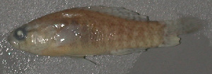  (Elassoma zonatum - 30601.02)  @12 [ ] Unspecified (default): All Rights Reserved  Unspecified Unspecified