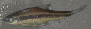  (Notropis chalybaeus - 33210.01)  @13 [ ] Unspecified (default): All Rights Reserved  Unspecified Unspecified