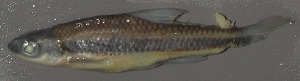  (Notropis chalybaeus - 33210.04)  @13 [ ] Unspecified (default): All Rights Reserved  Unspecified Unspecified