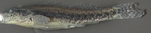  (Etheostoma serrifer - 43708.01)  @13 [ ] Unspecified (default): All Rights Reserved  Unspecified Unspecified