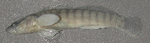  (Etheostoma flabellare - 46856.02)  @14 [ ] Unspecified (default): All Rights Reserved  Unspecified Unspecified