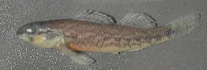  (Etheostoma burri - 47118.01)  @12 [ ] Unspecified (default): All Rights Reserved  Unspecified Unspecified