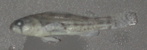  (Etheostoma cragini - 47470.01)  @11 [ ] Unspecified (default): All Rights Reserved  Unspecified Unspecified