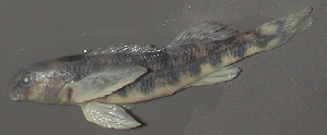  (Etheostoma swannanoa - 47582.05)  @13 [ ] Unspecified (default): All Rights Reserved  Unspecified Unspecified