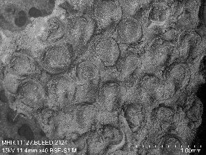  (Ramphonotus minax - ZMBN_155065)  @11 [ ] Creative Commons BY SA (2023) University of Oslo Natural History Museum
