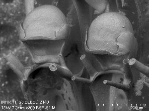  (Bugula flabellata - ZMBN_146079)  @11 [ ] Creative Commons BY SA (2023) University of Oslo Natural History Museum