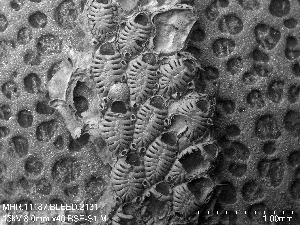  (Membraniporella - ZMBN_155069)  @11 [ ] Creative Commons BY SA (2023) University of Oslo Natural History Museum