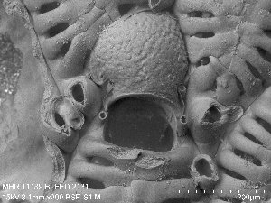  (Membraniporella nitida - ZMBN_155069)  @11 [ ] Creative Commons BY SA (2023) University of Oslo Natural History Museum