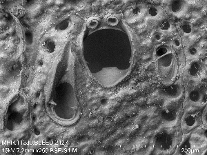  (Parasmittina trispinosa - ZMBN_155068)  @11 [ ] Creative Commons BY SA (2023) University of Oslo Natural History Museum