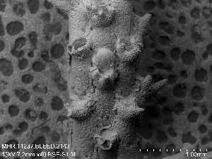  (Palmiskenea skenei - ZMBN_143684)  @11 [ ] Creative Commons BY SA (2023) University of Oslo Natural History Museum