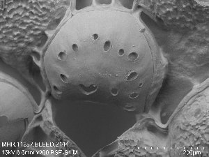  (Rhamphostomella hincksi - ZMBN_143686)  @11 [ ] Creative Commons BY SA (2023) University of Oslo Natural History Museum
